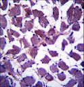 HSPA12B Antibody - HSPA12B Antibody immunohistochemistry of formalin-fixed and paraffin-embedded human skeletal muscle followed by peroxidase-conjugated secondary antibody and DAB staining.