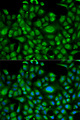 HSPA1L Antibody - Immunofluorescence analysis of U2OS cells.