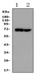 HSPA2 Antibody - Western blot analysis of HSPA2 using anti-HSPA2 antibody. Electrophoresis was performed on a 5-20% SDS-PAGE gel at 70V (Stacking gel) / 90V (Resolving gel) for 2-3 hours. The sample well of each lane was loaded with 50ug of sample under reducing conditions. Lane 1: mouse spleen Tissue Lysate, Lane 2: mouse testis tissue Lysate, After Electrophoresis, proteins were transferred to a Nitrocellulose membrane at 150mA for 50-90 minutes. Blocked the membrane with 5% Non-fat Milk/ TBS for 1.5 hour at RT. The membrane was incubated with rabbit anti-HSPA2 antigen affinity purified polyclonal antibody at 0.5 µg/mL overnight at 4°C, then washed with TBS-0.1% Tween 3 times with 5 minutes each and probed with a goat anti-rabbit IgG-HRP secondary antibody at a dilution of 1:10000 for 1.5 hour at RT. The signal is developed using an Enhanced Chemiluminescent detection (ECL) kit with Tanon 5200 system. A specific band was detected for HSPA2 at approximately 70KD. The expected band size for HSPA2 is at 70KD.
