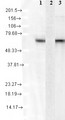 HSPA8 / HSC70 Antibody - Hsc70 (1F2-H5), Human cell line mix(1), rHsp70 (2), rHsc70 (3).  This image was taken for the unconjugated form of this product. Other forms have not been tested.