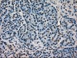 HSPA9 / Mortalin / GRP75 Antibody - Immunohistochemical staining of paraffin-embedded pancreas tissue using antiHSPA9 mouse monoclonal antibody. (Dilution 1:50).