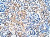HSPB1 / HSP27 Antibody - HSPB1 antibody ARP30177_T100-NP_001531-HSPB1(heat shock 27kDa protein 1) Antibody was used in IHC to stain formalin-fixed, paraffin-embedded human kidney.  This image was taken for the unconjugated form of this product. Other forms have not been tested.