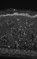 HSPB8 / H11 / HSP22 Antibody - IHC analysis of Hsp22, tested on mouse back skin sections.  This image was taken for the unconjugated form of this product. Other forms have not been tested.