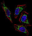 HSPD1 / HSP60 Antibody - Fluorescent confocal image of HeLa cell stained with HSPD1 Antibody. HeLa cells were fixed with 4% PFA (20 min), permeabilized with Triton X-100 (0.1%, 10 min), then incubated with HSPD1 primary antibody (1:25, 1 h at 37°C). For secondary antibody, Alexa Fluor 488 conjugated donkey anti-rabbit antibody (green) was used (1:400, 50 min at 37°C). Cytoplasmic actin was counterstained with Alexa Fluor 555 (red) conjugated Phalloidin (7units/ml, 1 h at 37°C). Nuclei were counterstained with DAPI (blue) (10 ug/ml, 10 min). HSPD1 immunoreactivity is localized to Mitochondria significantly.