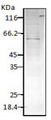 HSPD1 / HSP60 Antibody - PfHsp60, Malarial parasite lysate.  This image was taken for the unconjugated form of this product. Other forms have not been tested.