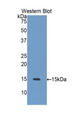 HSPH1 / HSP105 Antibody - Western blot of recombinant HSPH1 / HSP110.  This image was taken for the unconjugated form of this product. Other forms have not been tested.