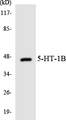 HTR1B / 5-HT1B Receptor Antibody - Western blot analysis of the lysates from HepG2 cells using 5-HT-1B antibody.