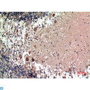 HTR1D / 5-HT1D Receptor Antibody - Immunohistochemistry (IHC) analysis of paraffin-embedded Human Brain, antibody was diluted at 1:100.