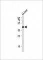 HTR5A / 5-HT5A Receptor Antibody - Anti-HTR5A Antibody at 1:2000 dilution + mouse liver lysates Lysates/proteins at 20 ug per lane. Secondary Goat Anti-Rabbit IgG, (H+L), Peroxidase conjugated at 1/10000 dilution Predicted band size : 40 kDa Blocking/Dilution buffer: 5% NFDM/TBST.