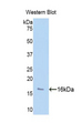 HTRA1 Antibody - Western blot of recombinant HTRA1.  This image was taken for the unconjugated form of this product. Other forms have not been tested.