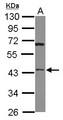 HTRA3 Antibody - Sample (30 ug of whole cell lysate) A: 293T 10% SDS PAGE HTRA3 antibody diluted at 1:1000