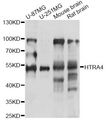 HTRA4 Antibody - Western blot analysis of extracts of various cell lines, using HTRA4 antibody at 1:1000 dilution. The secondary antibody used was an HRP Goat Anti-Rabbit IgG (H+L) at 1:10000 dilution. Lysates were loaded 25ug per lane and 3% nonfat dry milk in TBST was used for blocking. An ECL Kit was used for detection and the exposure time was 90s.