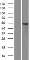 HTTY1 / TTYH1 Protein - Western validation with an anti-DDK antibody * L: Control HEK293 lysate R: Over-expression lysate