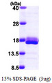 4E-BP2 / EIF4EBP2 Protein
