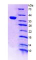 A4GALT Protein - Recombinant Alpha-1,4-Galactosyltransferase By SDS-PAGE
