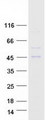 AADACL2 Protein - Purified recombinant protein AADACL2 was analyzed by SDS-PAGE gel and Coomassie Blue Staining