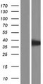 AAGAB Protein - Western validation with an anti-DDK antibody * L: Control HEK293 lysate R: Over-expression lysate