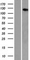 AASDH / ACSF4 Protein - Western validation with an anti-DDK antibody * L: Control HEK293 lysate R: Over-expression lysate