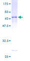 AASDHPPT / LYS5 Protein - 12.5% SDS-PAGE of human AASDHPPT stained with Coomassie Blue