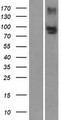 ABCC4 / MRP4 Protein - Western validation with an anti-DDK antibody * L: Control HEK293 lysate R: Over-expression lysate