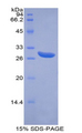 ABCG1 Protein - Recombinant ATP Binding Cassette Transporter G1 By SDS-PAGE