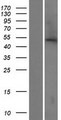 ABHD16B / C20orf135 Protein - Western validation with an anti-DDK antibody * L: Control HEK293 lysate R: Over-expression lysate
