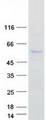 ABHD8 Protein - Purified recombinant protein ABHD8 was analyzed by SDS-PAGE gel and Coomassie Blue Staining
