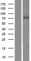 ABLIM3 Protein - Western validation with an anti-DDK antibody * L: Control HEK293 lysate R: Over-expression lysate