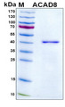 ACAD8 Protein - SDS-PAGE under reducing conditions and visualized by Coomassie blue staining
