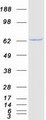 ACAD9 Protein - Purified recombinant protein ACAD9 was analyzed by SDS-PAGE gel and Coomassie Blue Staining