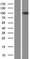 ACAP3 Protein - Western validation with an anti-DDK antibody * L: Control HEK293 lysate R: Over-expression lysate