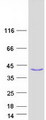 ACBD4 Protein - Purified recombinant protein ACBD4 was analyzed by SDS-PAGE gel and Coomassie Blue Staining