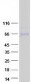 ACCN5 / HINAC Protein - Purified recombinant protein ASIC5 was analyzed by SDS-PAGE gel and Coomassie Blue Staining