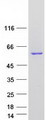 ACCS / ACS Protein - Purified recombinant protein ACCS was analyzed by SDS-PAGE gel and Coomassie Blue Staining