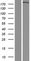Acetyl-CoA Carboxylase / ACC Protein - Western validation with an anti-DDK antibody * L: Control HEK293 lysate R: Over-expression lysate