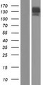 ACLP / AEBP1 Protein - Western validation with an anti-DDK antibody * L: Control HEK293 lysate R: Over-expression lysate