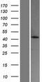 ACOT4 Protein - Western validation with an anti-DDK antibody * L: Control HEK293 lysate R: Over-expression lysate