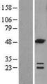 ACOT6 Protein - Western validation with an anti-DDK antibody * L: Control HEK293 lysate R: Over-expression lysate