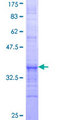 ACOX3 Protein - 12.5% SDS-PAGE Stained with Coomassie Blue.