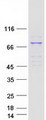 ACOX3 Protein - Purified recombinant protein ACOX3 was analyzed by SDS-PAGE gel and Coomassie Blue Staining