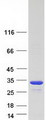 ACRP / SPAG7 Protein - Purified recombinant protein SPAG7 was analyzed by SDS-PAGE gel and Coomassie Blue Staining