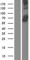 ACSF3 Protein - Western validation with an anti-DDK antibody * L: Control HEK293 lysate R: Over-expression lysate