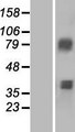 ACSM3 / SAH Protein - Western validation with an anti-DDK antibody * L: Control HEK293 lysate R: Over-expression lysate
