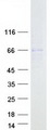 ACSM4 Protein - Purified recombinant protein ACSM4 was analyzed by SDS-PAGE gel and Coomassie Blue Staining