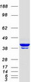 ACTB / Beta Actin Protein - Purified recombinant protein ACTB was analyzed by SDS-PAGE gel and Coomassie Blue Staining