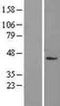 ACTL8 Protein - Western validation with an anti-DDK antibody * L: Control HEK293 lysate R: Over-expression lysate