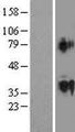ACTL9 Protein - Western validation with an anti-DDK antibody * L: Control HEK293 lysate R: Over-expression lysate