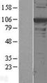ACTN1 Protein - Western validation with an anti-DDK antibody * L: Control HEK293 lysate R: Over-expression lysate