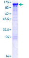 ACTN4 Protein - 12.5% SDS-PAGE of human ACTN4 stained with Coomassie Blue