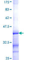ACTR1A / Centractin Protein - 12.5% SDS-PAGE Stained with Coomassie Blue.